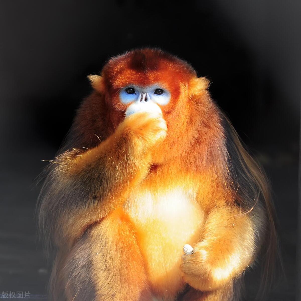 夏日之灵，生肖与夏日的深度解析与落实