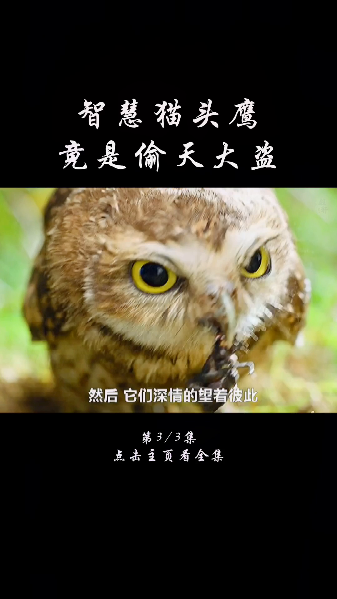 偷天换日，谜底揭晓—揭秘猫头鹰的智慧与神秘