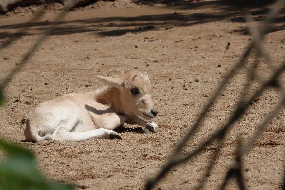 韶光似箭代表猜一动物，精选解析与落实的详细结果