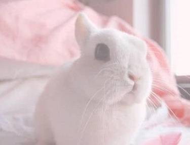 景代表的生肖，兔的智慧与优雅