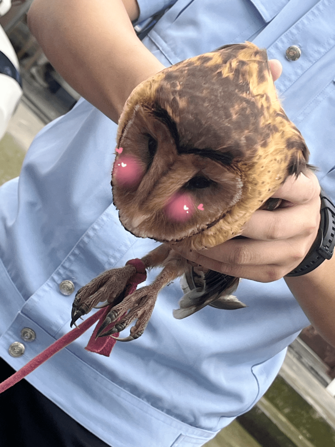 点滴归公猜一动物，非凡解释落实