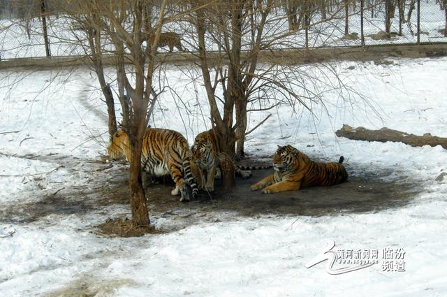 什么生肖不能穿虎头鞋，的社会进步与文化解析