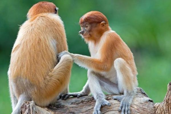 猴子的对肖，生肖中的猴与蛇