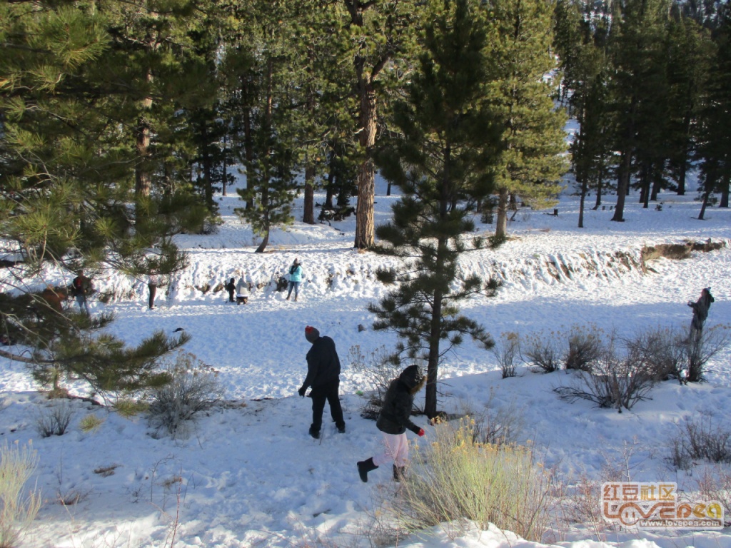谜题解析，白雪皑皑与生肖之谜