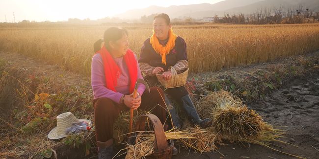 风吹稻花满村香猜一生肖，友爱作答落实解释