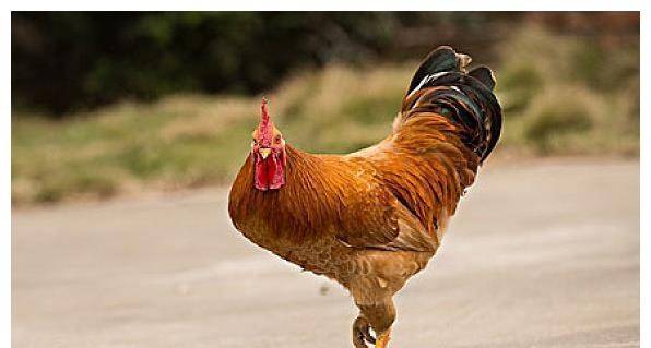 鸡飞狗窜，解密生肖之谜