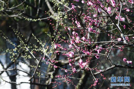 春色红梅香万树，揭秘生肖之谜