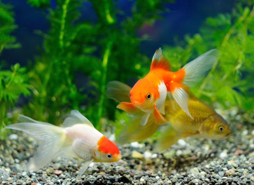 养两个只金鱼打一生肖，绝佳解释落实