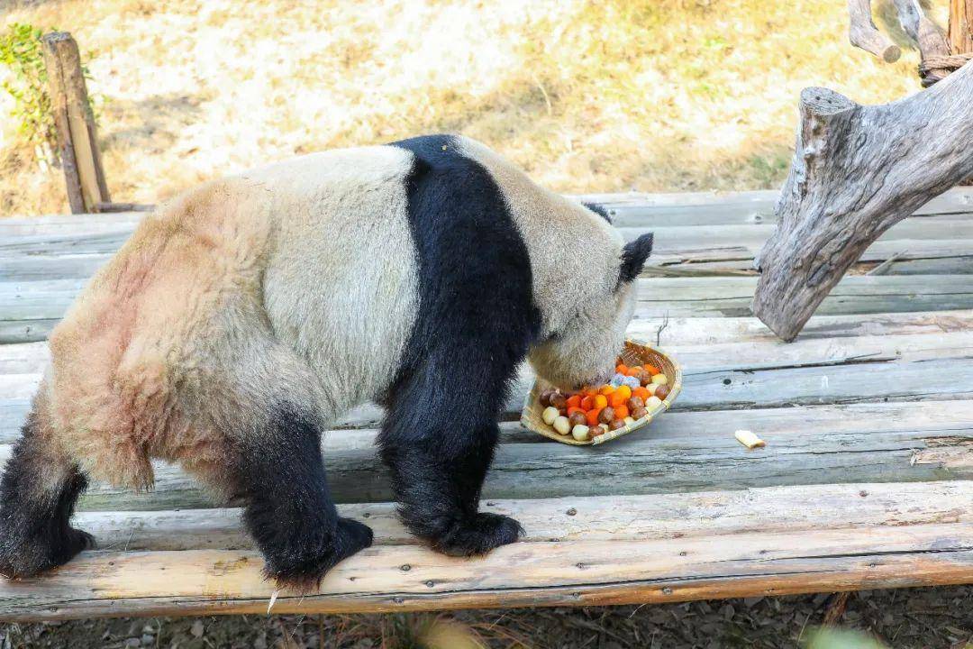 盛筵必散猜一动物，积极解释落实