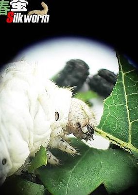 春蚕抽丝谜中谜，揭秘春蚕抽丝背后的动物寓意