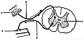 八面玲珑的动物，猜一动物及其发现与解释