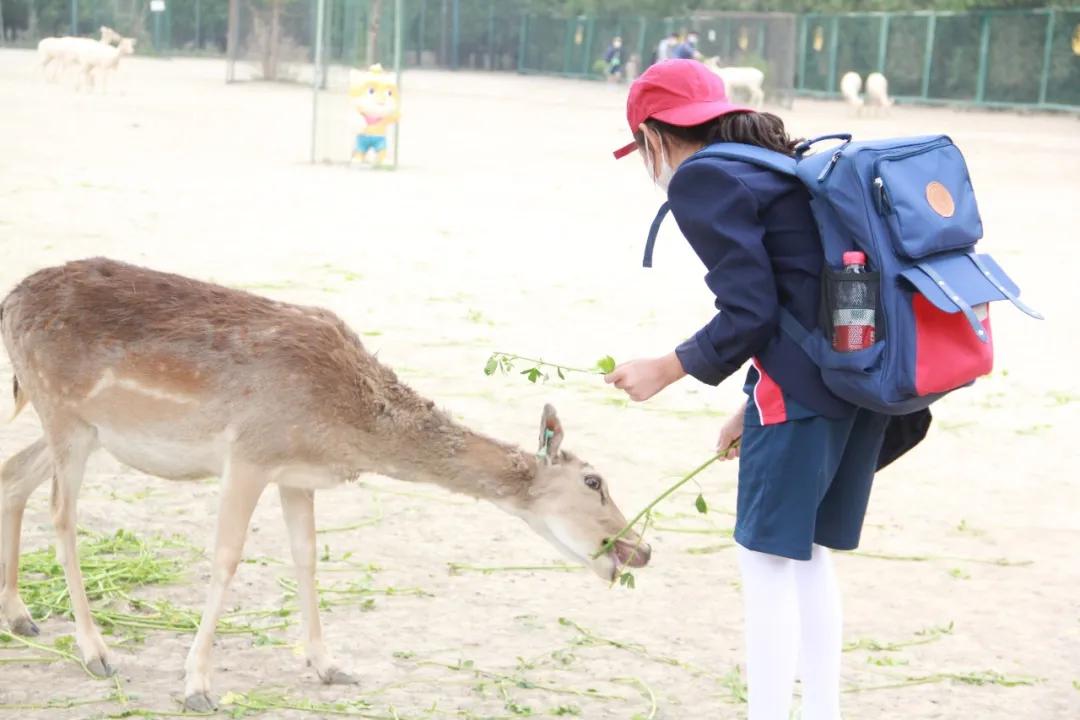 团结的力量，从拂袖而起中猜想的动物与实际行动的落实