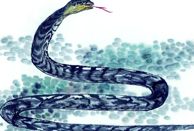 竹花与生肖，一场误解的探索与反思