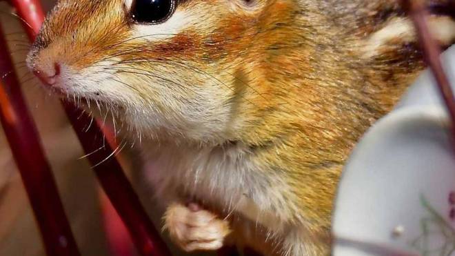 贼眉鼠眼，揭秘生肖背后的文化寓意