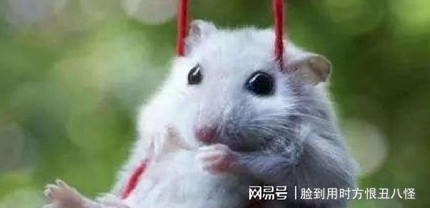 惴惴不安,生肖中的胆小鬼—鼠的绝佳解释 惴惴不安,生肖中的胆小鬼—鼠的绝佳解释