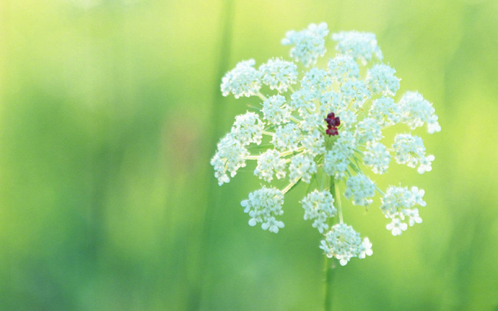 草色青青—揭秘生肖中的草色之谜