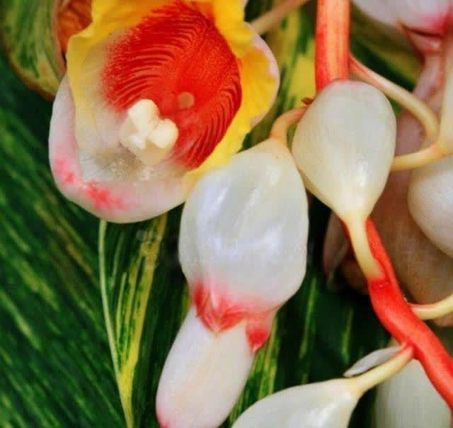 豆蔻年华与生肖之谜，揭秘兔的独特寓意