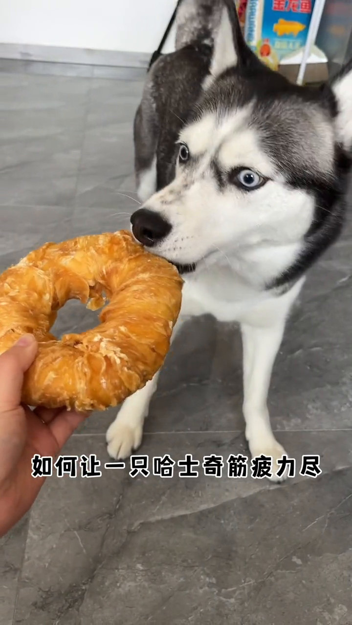 筋疲力尽猜一动物，民意调查与科学解释的奇妙融合