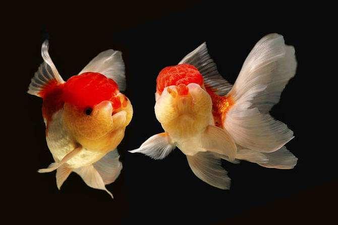 养两个只金鱼打一生肖，绝佳解释落实