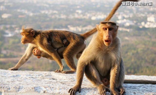 最骚的动物是什么生肖，非凡解释落实