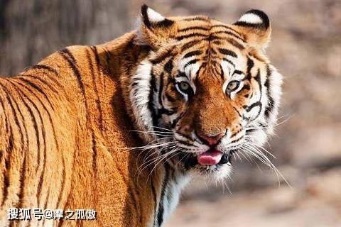 大大咧咧的生肖，实证解释落实