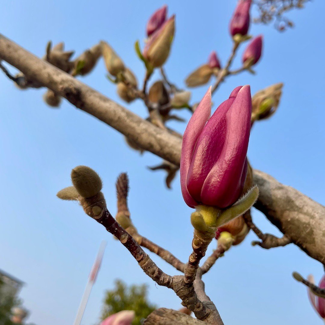 崭露头角，揭秘生肖中的新星