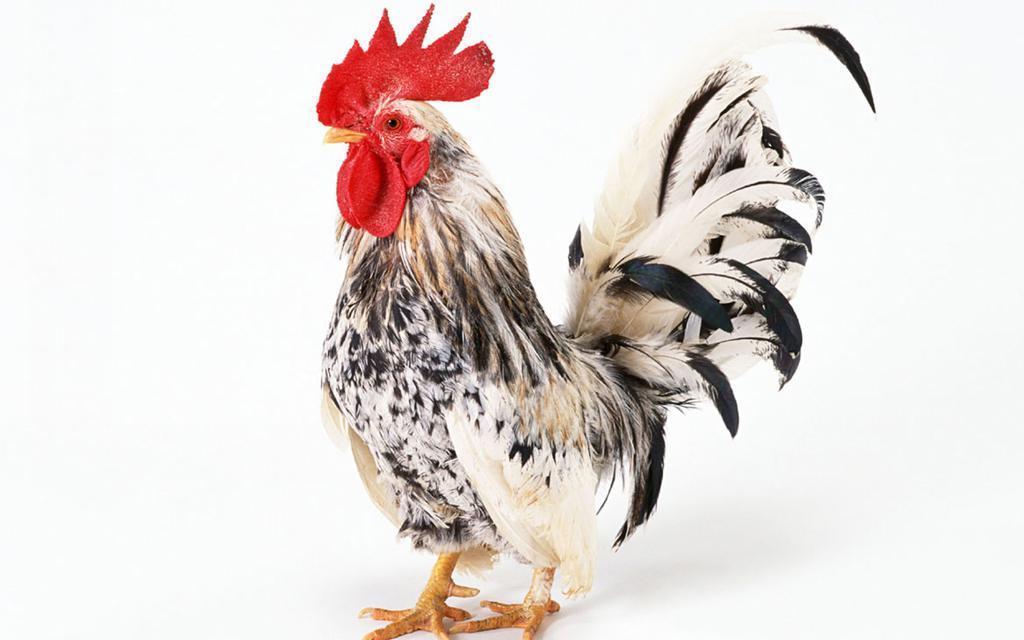 生肖狗，忠诚与挑战的双重奏鸣—揭秘与哪些生肖相冲的奥秘