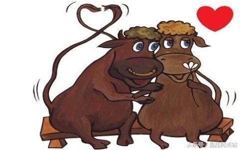 虎与生肖配对，探寻最佳默契的生肖伴侣