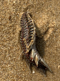 蜈蚣是什么生肖，喜欢作答落实解释