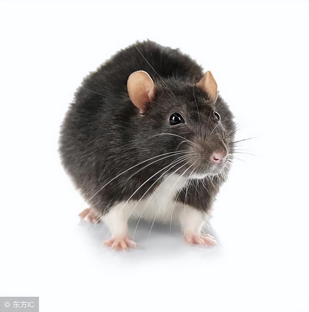 卧虎藏龙，揭秘如何选择并落实正确的生肖策略