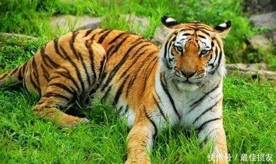 胆大包天打一生肖，的精准解答与落实精神