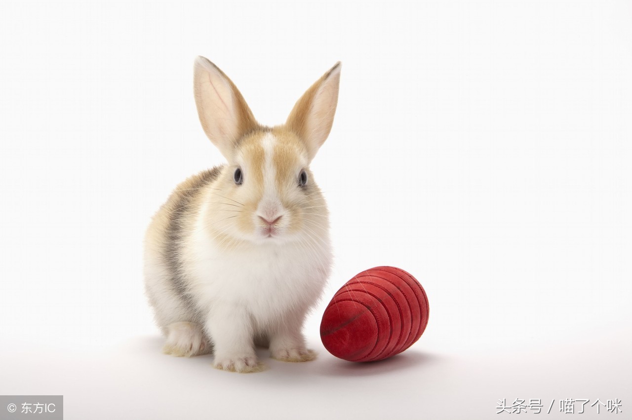 探秘可大可小的生肖之谜，解密兔子的智慧与灵动