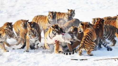 攀龙附凤猜一动物，友爱作答落实解释