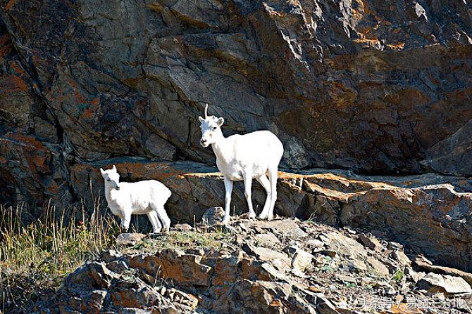 木和土是什么生肖，背后的智慧与策略