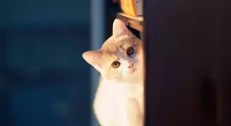 想前顾后猜一动物，智慧与策略的完美结合