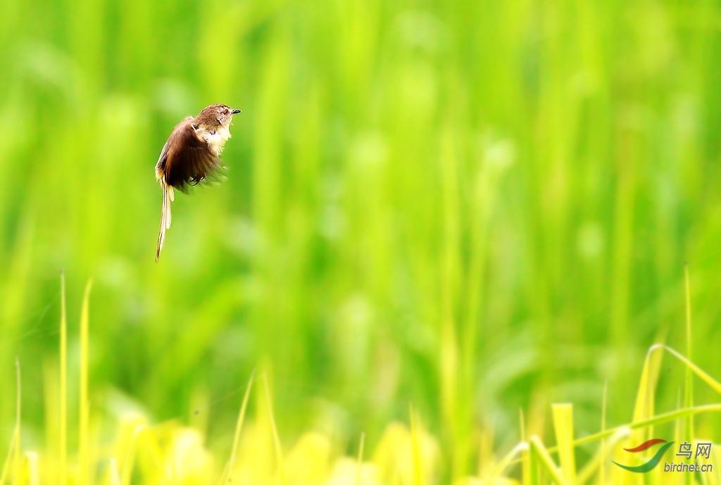 草长莺飞猜一生肖，揭秘最快解答策略