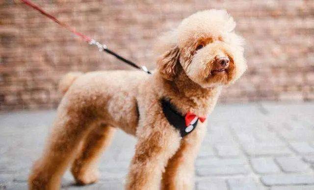 揭秘狗仗人势背后的生肖奥秘,探寻它的真正含义 揭秘狗仗人势背后的生肖奥秘,探寻它的真正含义