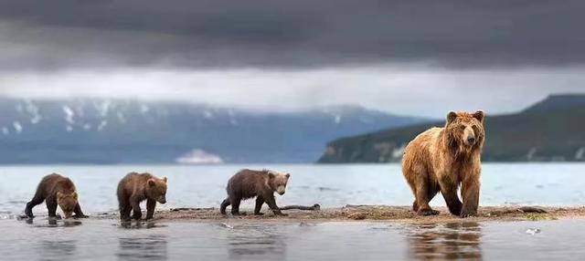 四面八方聚群英猜一动物?佩服作答落实解释