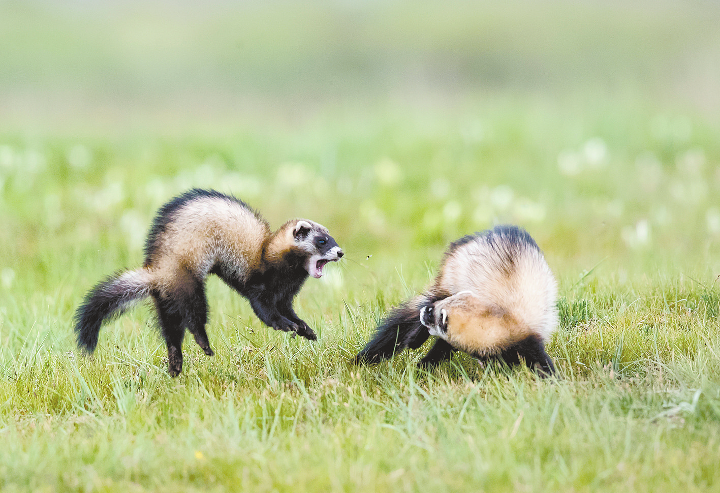 蝇头微利打一生肖动物，结论作答落实解释