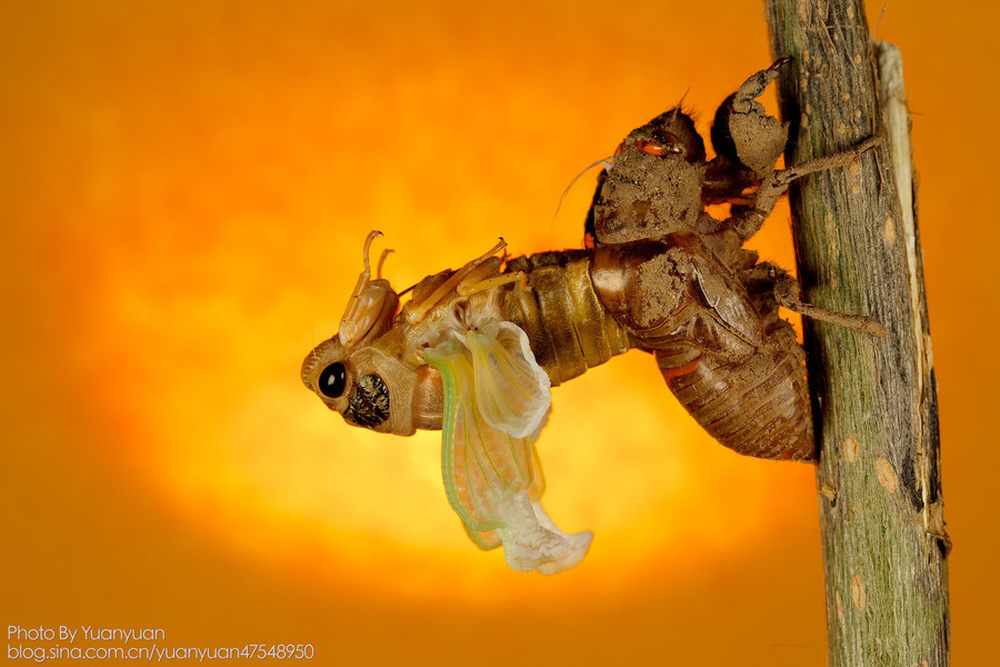 揭秘金蝉脱壳背后的生肖寓意与文化解读