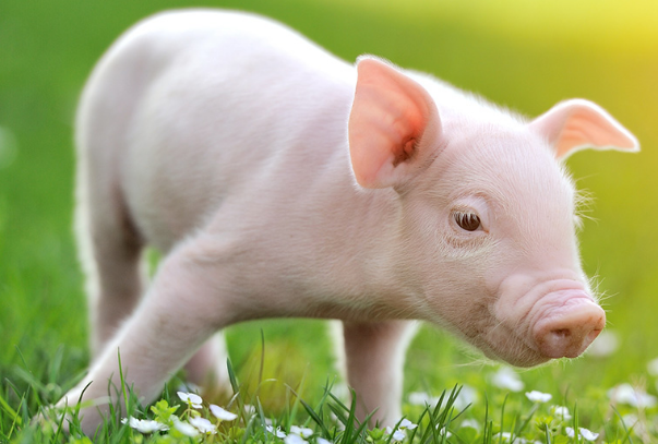 猪与什么生肖相合，探寻生肖文化中的和谐共生