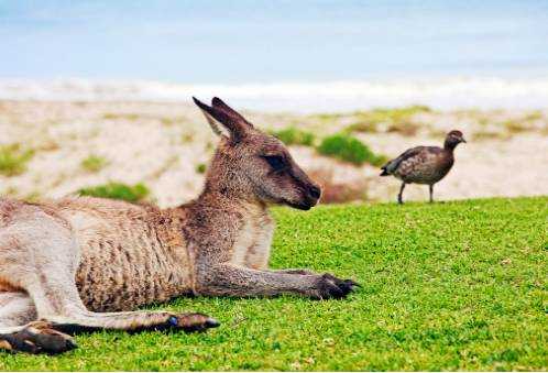 若隐若现打一生肖动物，的社会进步与文化解析