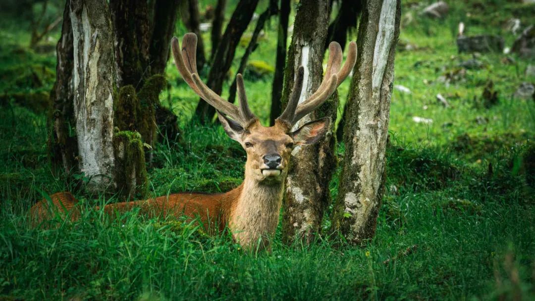 林深见鹿猜一生肖，实证解释落实
