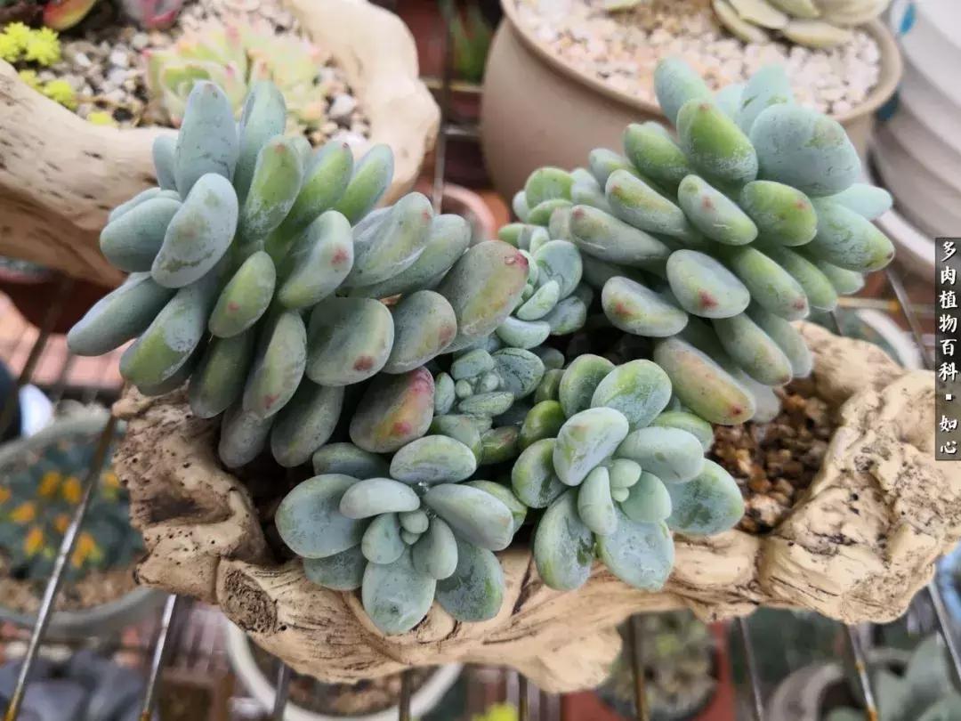 自得其乐，生肖中的逍遥派—论猪的独特性格与智慧