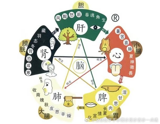 揭秘肝胆相照的生肖，谜底背后的文化与智慧