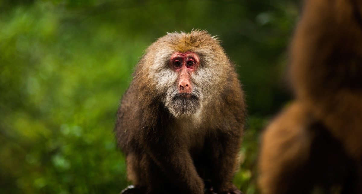 朝三暮四的智慧，揭秘生肖中的变通者—猴