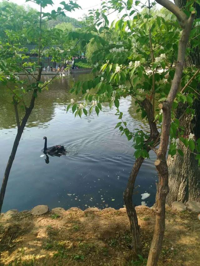 揭秘道道地地背后的神秘动物—探秘中国传统文化中的生肖谜语 揭秘道道地地背后的神秘动物—探秘中国传统文化中的生肖谜语