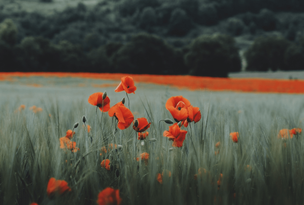 死灰复燃的生肖，一语中的，全面解析