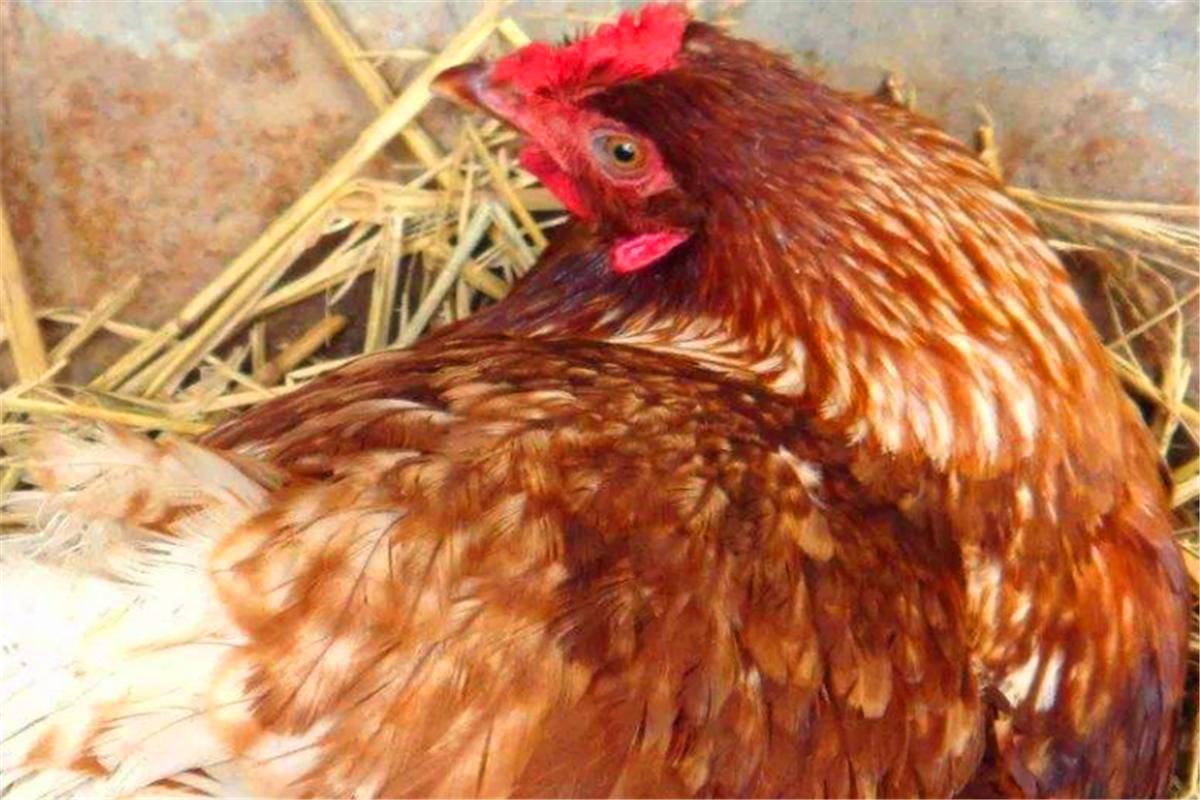 万贯家财猜一动物，与积极行动的完美结合