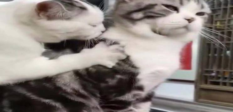 逢场作戏猜一动物，一场文化与智慧的温馨对话